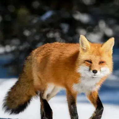 Profile image of 여우