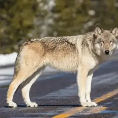 Profile image of 늑대