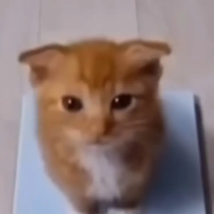 Dadping의 색깔추천!