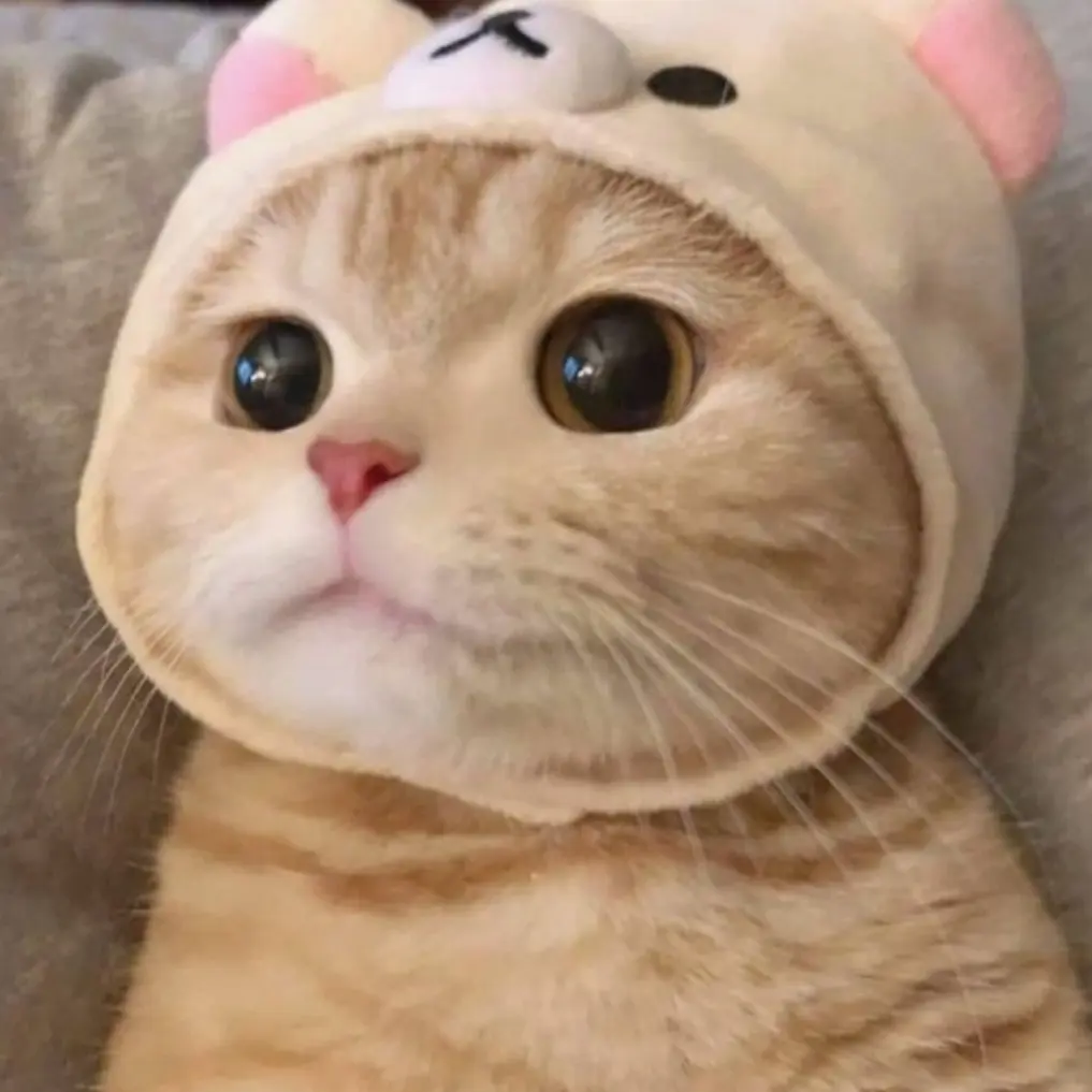 LavishSkate6954의 버려져있는 고양이