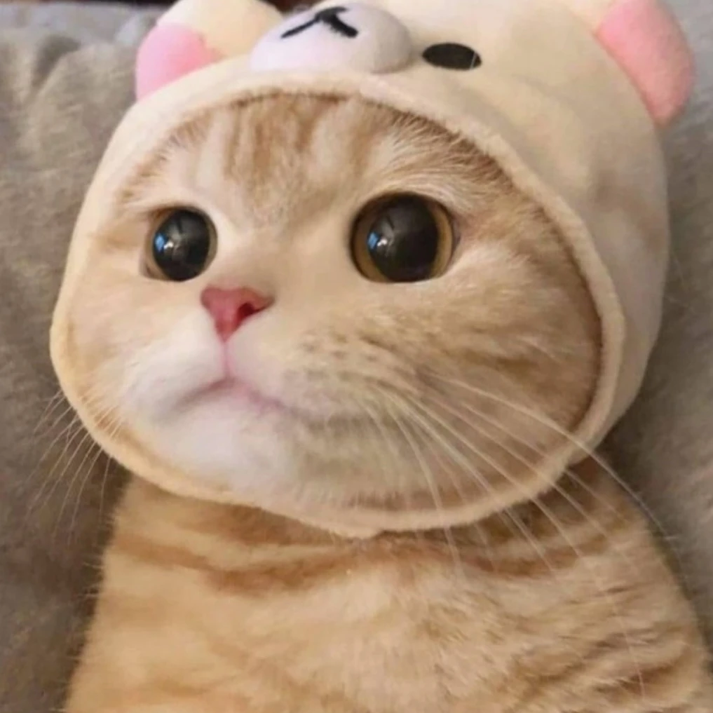버려져있는 고양이