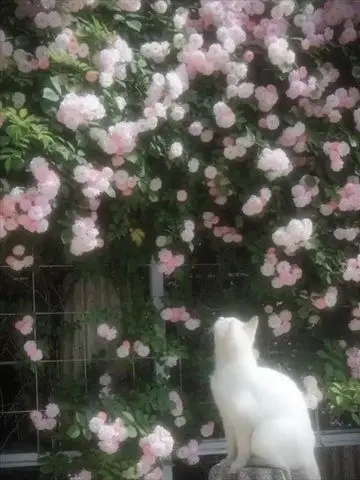 BlandTetra8819의 うちの猫ちゃんは甘えん坊