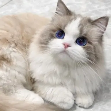 Profile image of あさひ