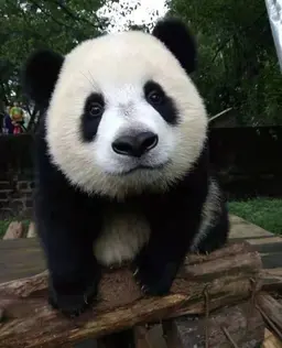 Profile image of 판다