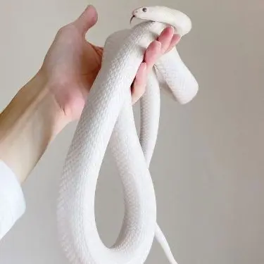 Profile image of 시모아