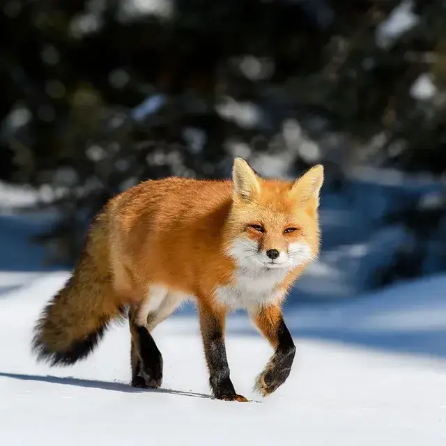 DarkPain4960의 체인소맨 + 여우