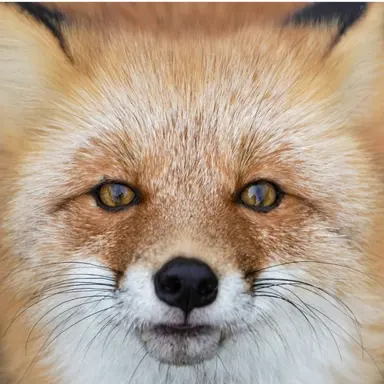 Profile image of 여우