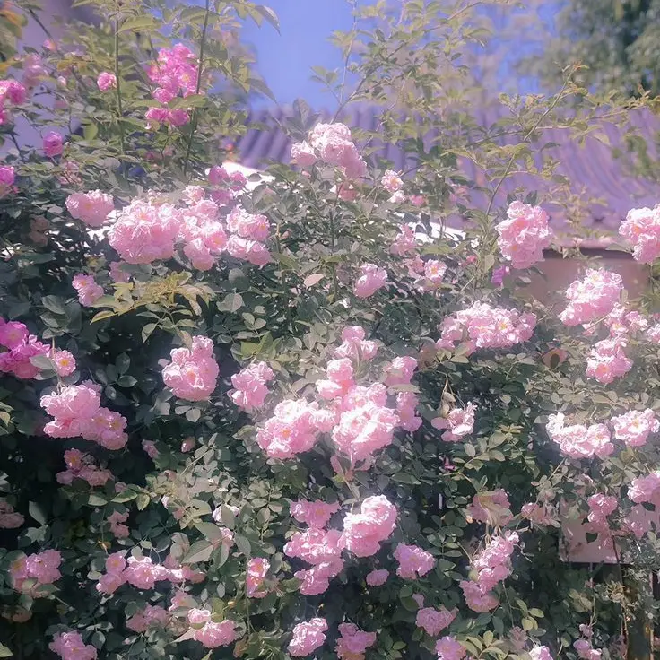 Tukasaki__의 赤城