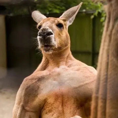 IMCRAZYEE의 위험한🥵 캥거루
