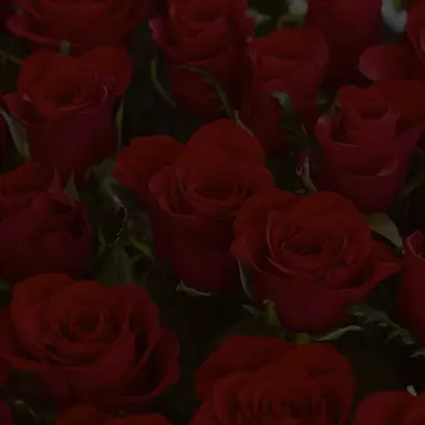 Profile image of YJH