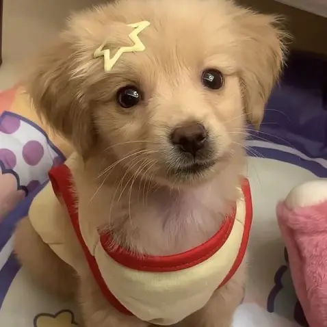 FustyBay4977의 금성제