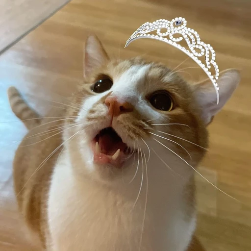 공주가연