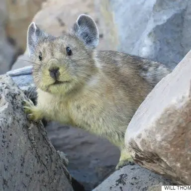 Profile image of 파이