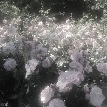 Profile image of 惟真