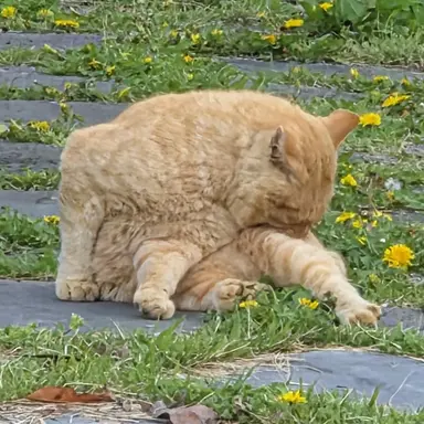 Profile image of 체다