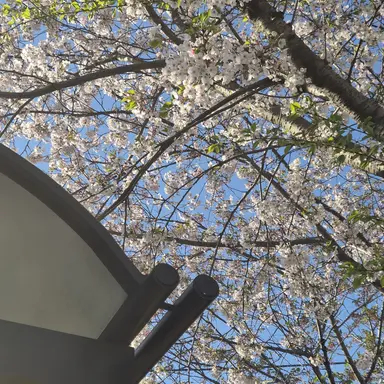 Profile image of 아일라