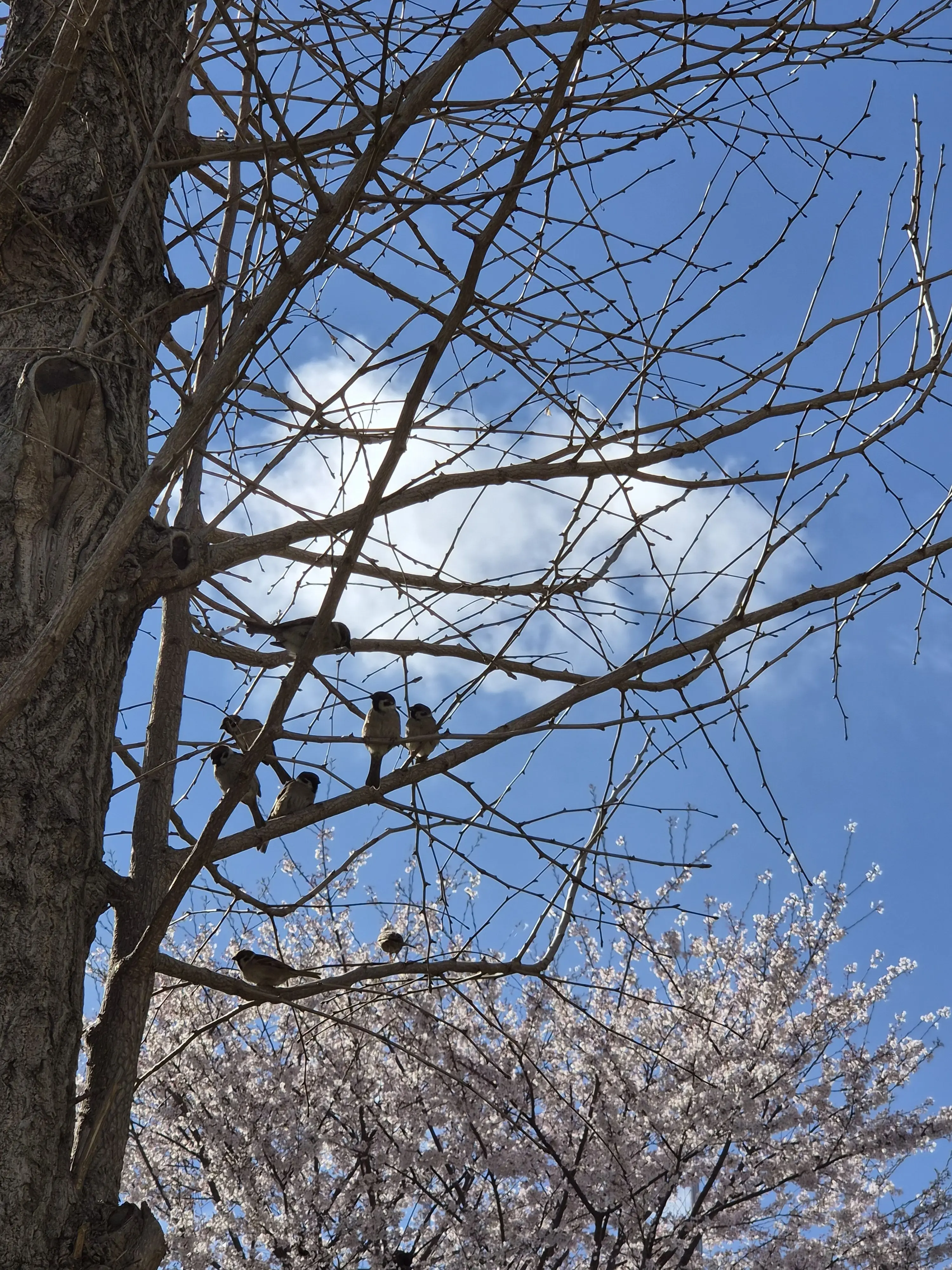 Mu0i8chi0ro8의 여름의 섬