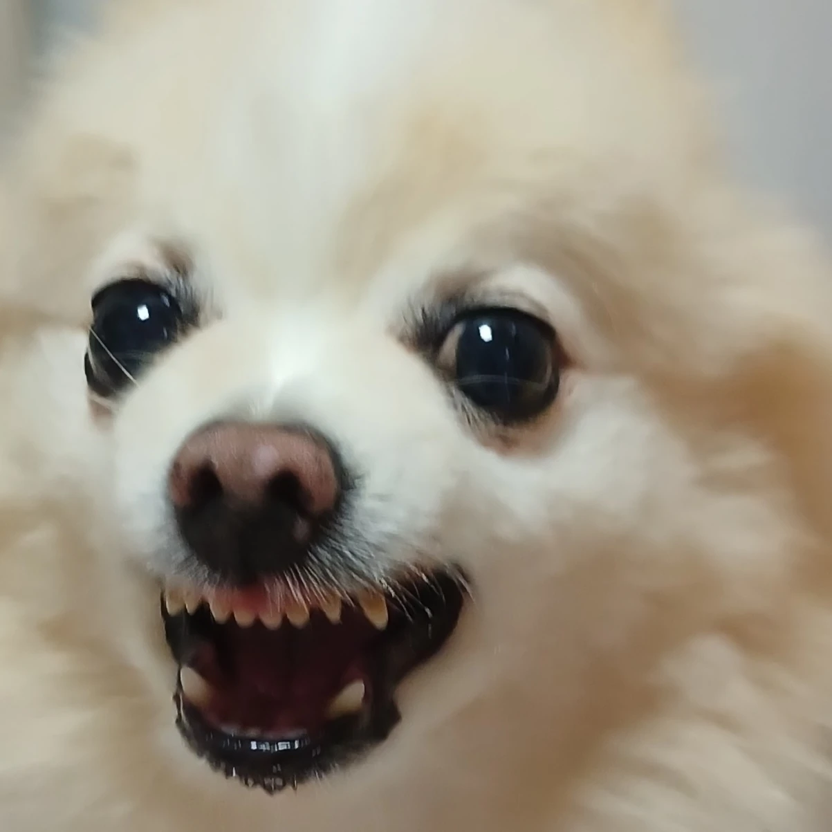 뚜니