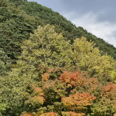 Profile image of 공룡