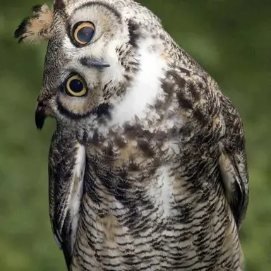 Profile image of 후쿠로다니