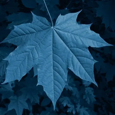 Profile image of 아오바죠사이