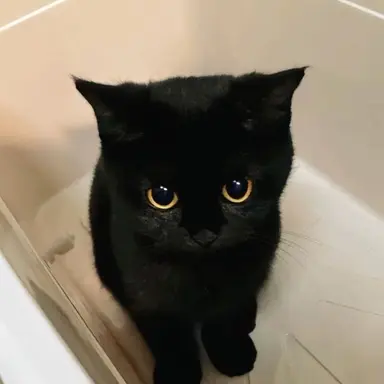 Profile image of 네코마