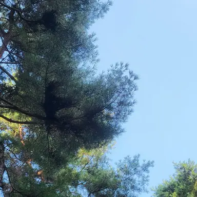 Profile image of 바이올렛