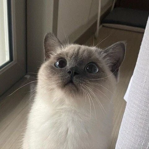 하루