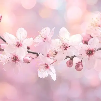 Profile image of Takumi Sakura