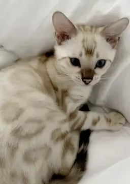 Profile image of Your animals