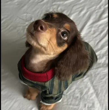 Profile image of Your animals