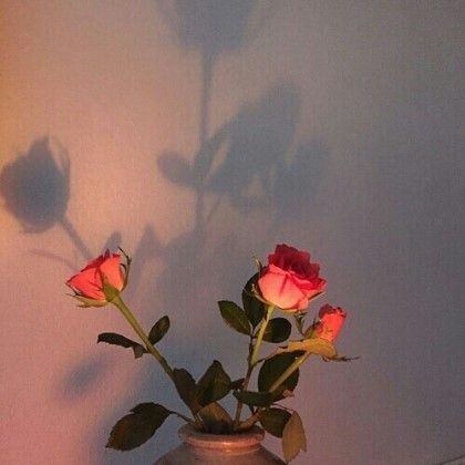 솔라볼. 파자마. 대표 이미지