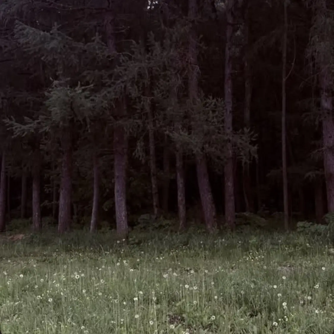 FolksyCumin0199의 The Fox Who Vanished