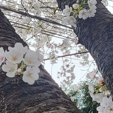 Profile image of 꽥꽥탐험대 아기