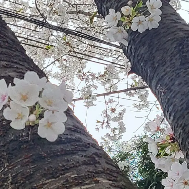 Spggj의 꽥꽥탐험대가 아기가됐다!?