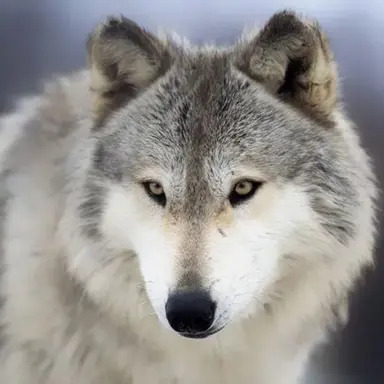 Profile image of 늑대