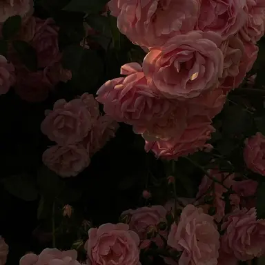 Profile image of 나루미 겐