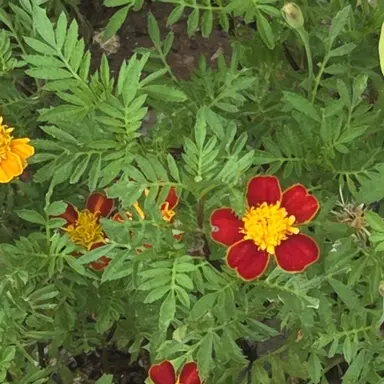 Profile image of 하린