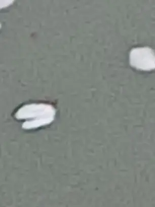 Likeduck의 집사와 아가씨