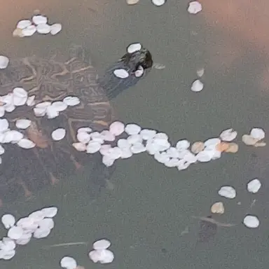 Profile image of 유기사