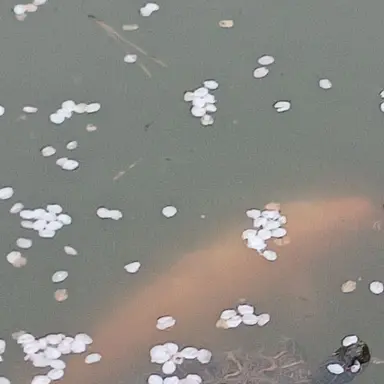 Profile image of 벨키