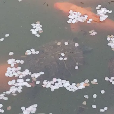 Profile image of 준브레드