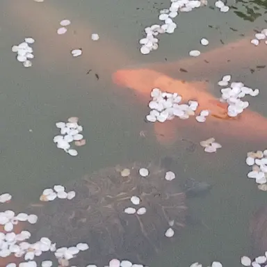 Profile image of 밥풀