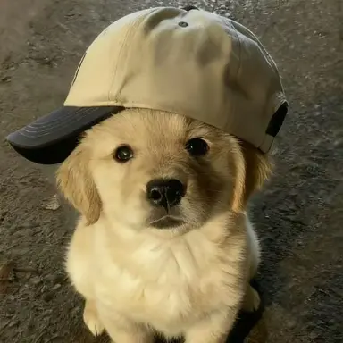 Profile image of 안건호