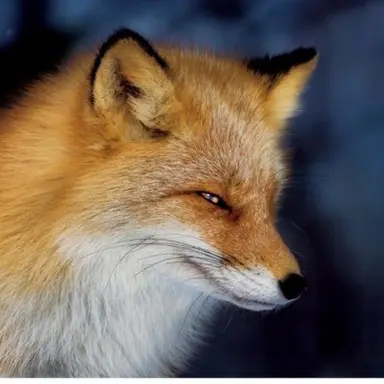 Profile image of 여우