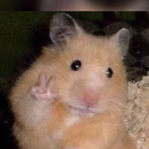 뽀삐