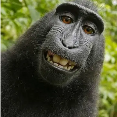 Profile image of 여우