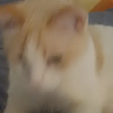 Profile image of 스프런키 친구들