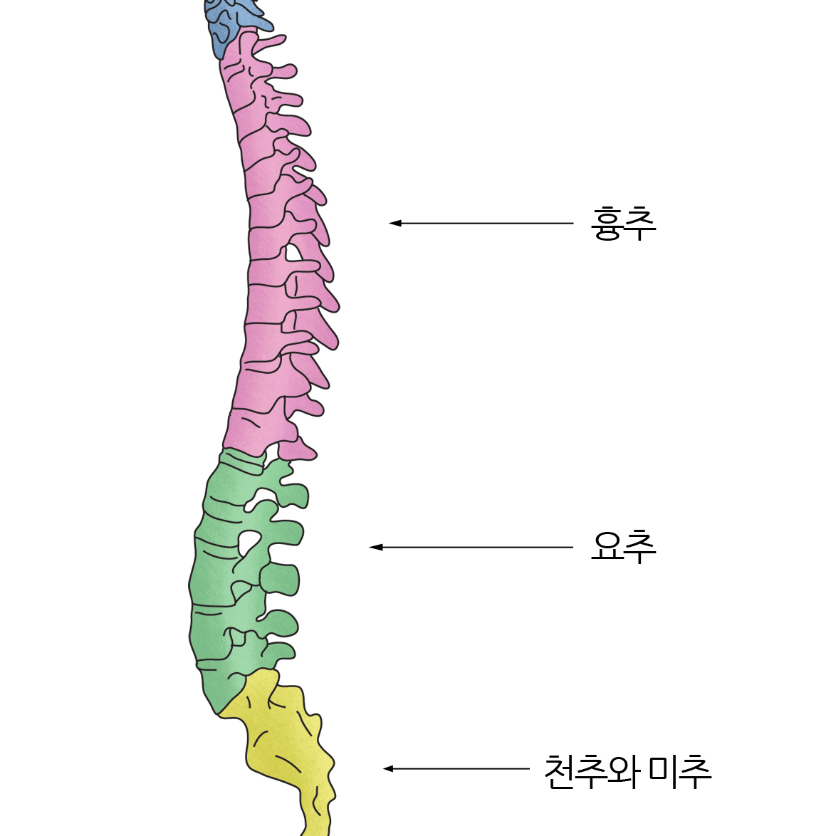 부서진 척추 대표 이미지