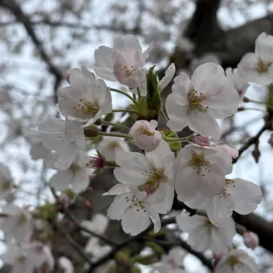 Profile image of はるあ
